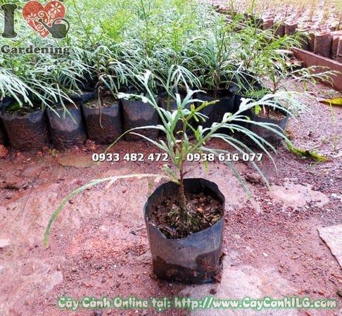 Cây Bách Xanh – Ý Nghĩa, Cách Chăm Sóc & Mua Bán Sỉ Lẻ Giá Tốt Tại TP.HCM