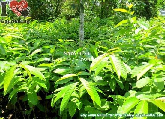 Cây Bằng Lăng Nước – Ý Nghĩa, Cách Chăm Sóc & Mua Bán Sỉ Lẻ Giá Tốt Tại TP.HCM