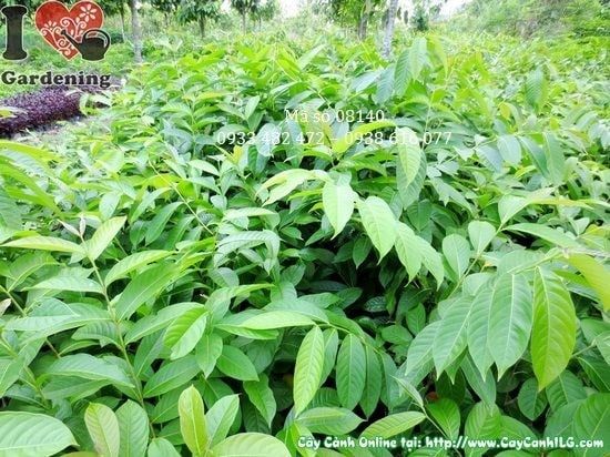 Cây Bằng Lăng Nước – Ý Nghĩa, Cách Chăm Sóc & Mua Bán Sỉ Lẻ Giá Tốt Tại TP.HCM