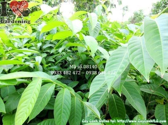 Cây Bằng Lăng Nước – Ý Nghĩa, Cách Chăm Sóc & Mua Bán Sỉ Lẻ Giá Tốt Tại TP.HCM