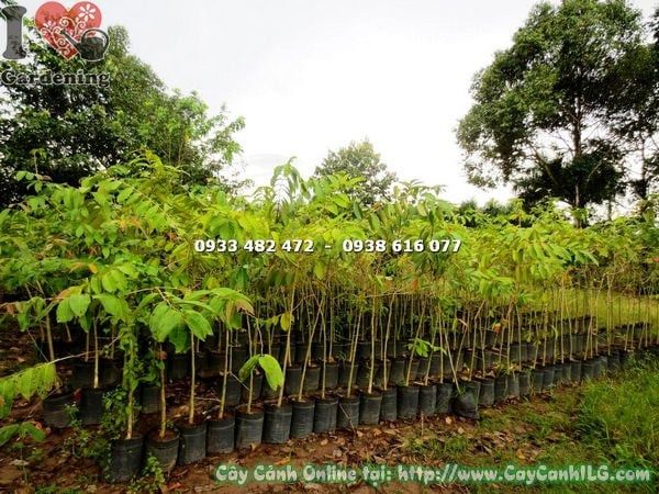Cây Bằng Lăng Nước – Ý Nghĩa, Cách Chăm Sóc & Mua Bán Sỉ Lẻ Giá Tốt Tại TP.HCM