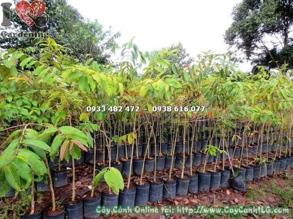 Cây Bằng Lăng Nước – Ý Nghĩa, Cách Chăm Sóc & Mua Bán Sỉ Lẻ Giá Tốt Tại TP.HCM