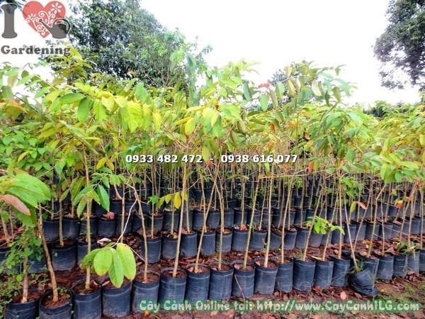 Cây Bằng Lăng Nước – Ý Nghĩa, Cách Chăm Sóc & Mua Bán Sỉ Lẻ Giá Tốt Tại TP.HCM