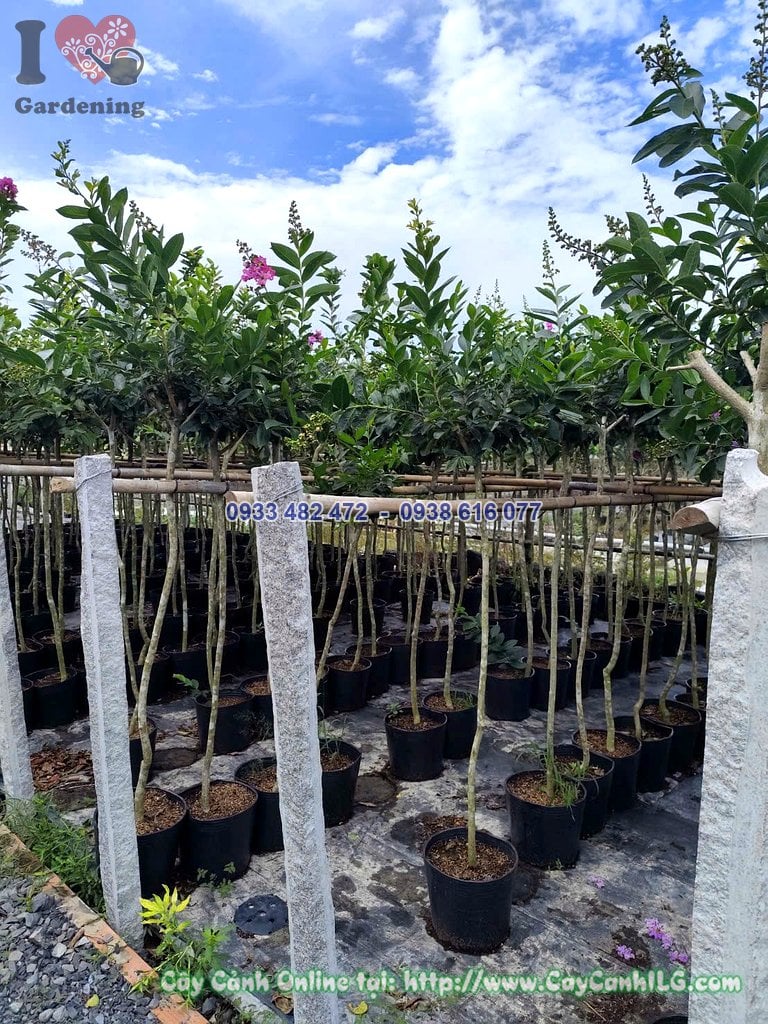 Cây bằng lăng thái thân thẳng 1 cốt cao 1,5m
