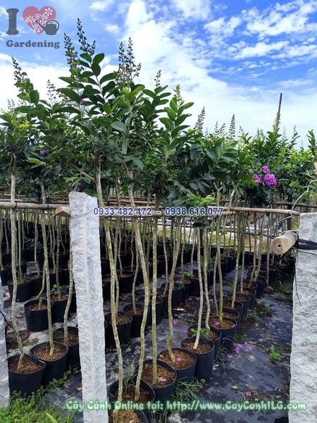 Cây Bằng Lăng Thái Thân Thẳng 1 Cốt Cao 1.5m