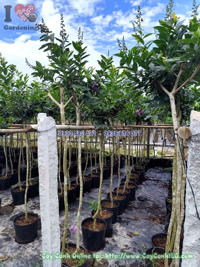 Chi tiết thân và tán lá cây bằng lăng thái cao 1,5m