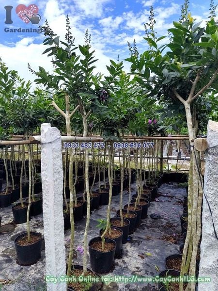 Cây Bằng Lăng Thái Thân Thẳng 1 Cốt Cao 1.5m