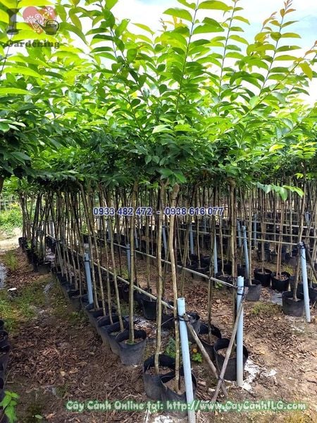 Cây Bằng Lăng Thái Thân Thẳng 1 Cốt Cao 1.5m