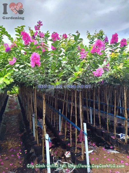 Cây Bằng Lăng Thái Thân Thẳng 1 Cốt Cao 1.5m
