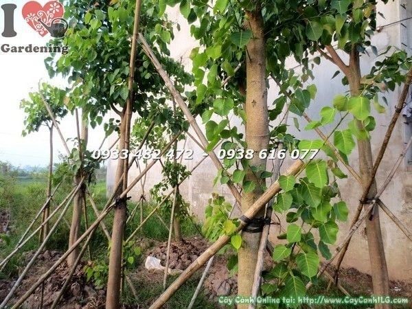 Cây Bồ Đề Đỏ – Ý Nghĩa, Cách Chăm Sóc & Mua Bán Sỉ Lẻ Giá Tốt Tại TP.HCM