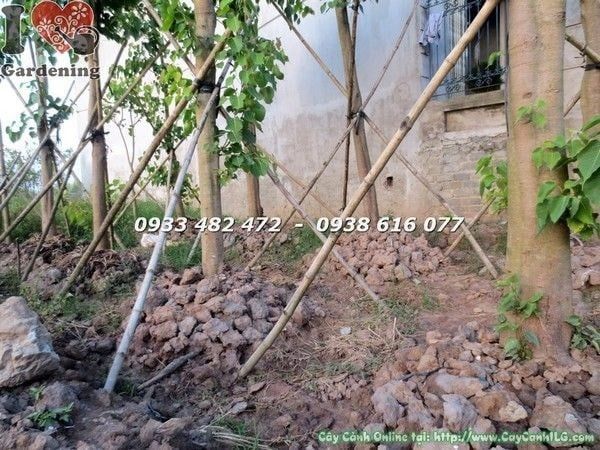Cây Bồ Đề Đỏ – Ý Nghĩa, Cách Chăm Sóc & Mua Bán Sỉ Lẻ Giá Tốt Tại TP.HCM