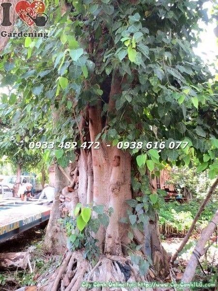 Cây Bồ Đề Đỏ – Ý Nghĩa, Cách Chăm Sóc & Mua Bán Sỉ Lẻ Giá Tốt Tại TP.HCM
