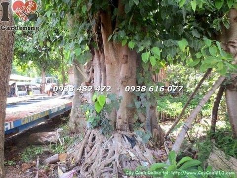 Cây Bồ Đề Đỏ – Ý Nghĩa, Cách Chăm Sóc & Mua Bán Sỉ Lẻ Giá Tốt Tại TP.HCM