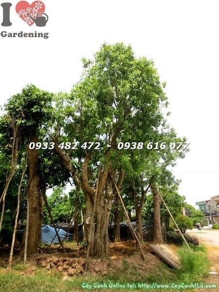 Cây Bồ Đề Đỏ – Ý Nghĩa, Cách Chăm Sóc & Mua Bán Sỉ Lẻ Giá Tốt Tại TP.HCM