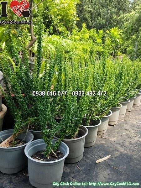 Cây Bùm Sụm – Ý Nghĩa, Cách Chăm Sóc & Mua Bán Sỉ Lẻ Giá Tốt Tại TP.HCM