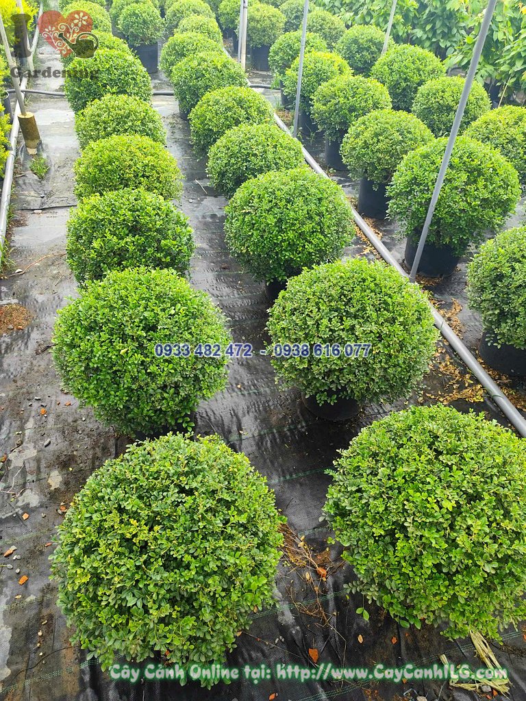 Cây Bụm Sụm tán tròn cao 50cm trồng chậu