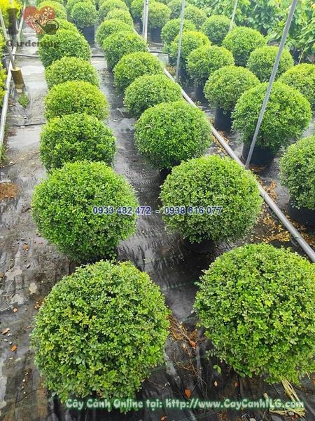 Cây Bụm Sụm (chùm Rụm, Cùm Rụm) Tán Tròn Cao 50cm