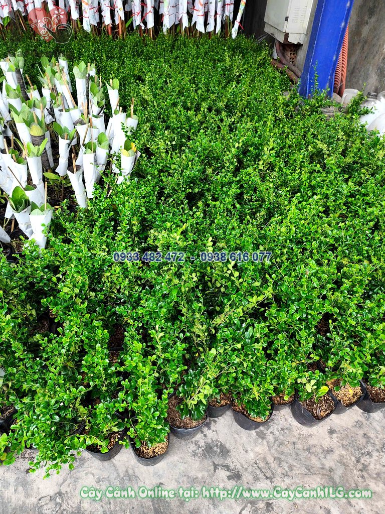 Cây Bùm Sụm giống cao 20cm lá xanh non