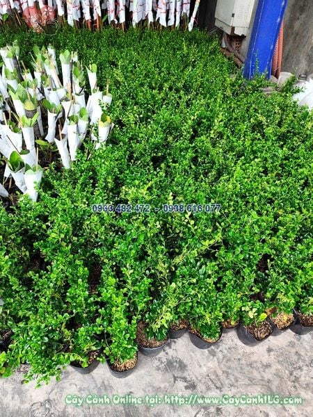 Cây Bùm Sụm (cùm Rụm, Chùm Rụm) Giống Cao 20cm