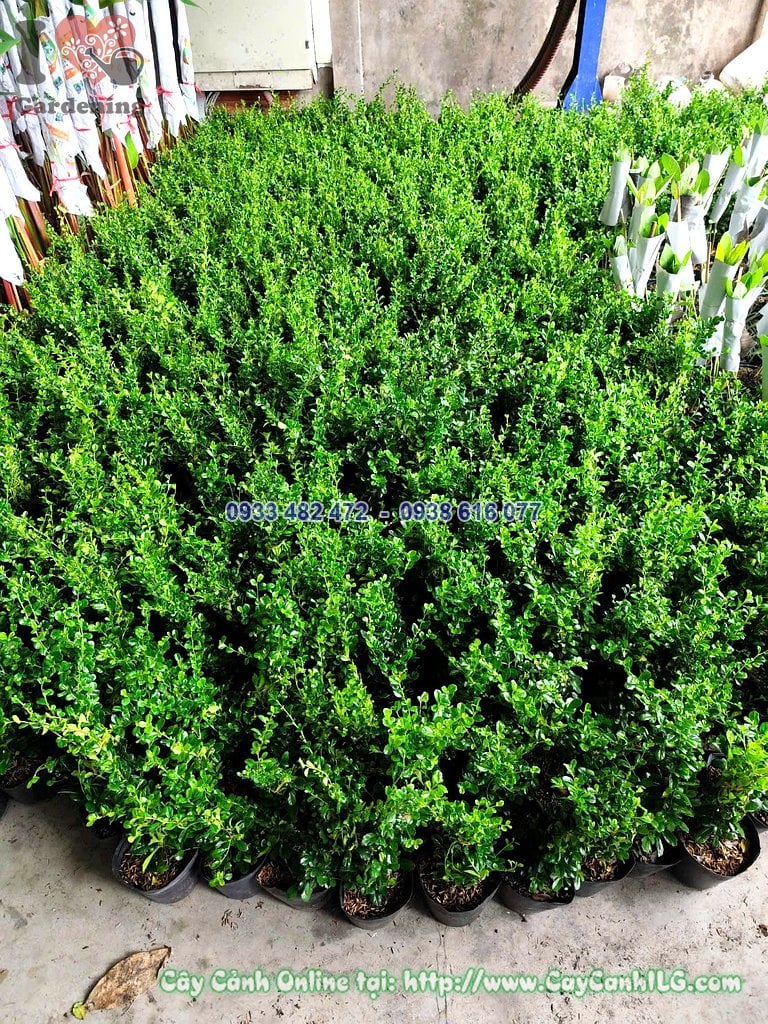 Cây Bùm Sụm giống dáng nhỏ trồng chậu