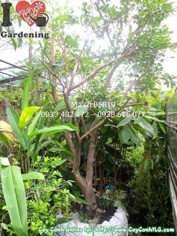 Mua Bán Cây Bưởi Da Xanh sỉ, lẻ giá tốt TP.HCM