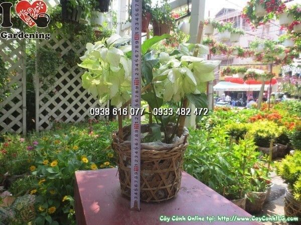 Cây Bướm Bạc – Ý Nghĩa, Cách Chăm Sóc & Mua Bán Sỉ Lẻ Giá Tốt Tại TP.HCM