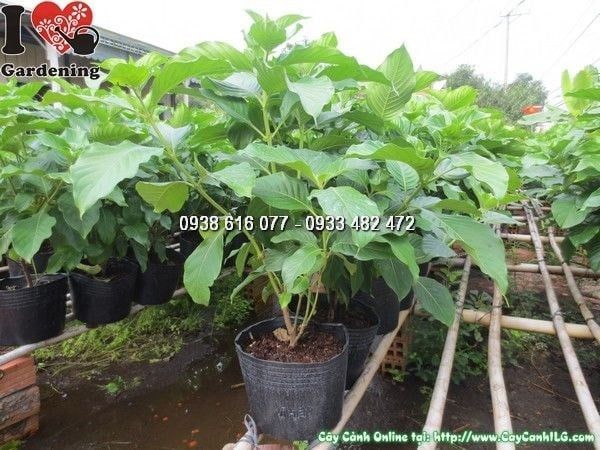 Cây Bướm Bạc – Ý Nghĩa, Cách Chăm Sóc & Mua Bán Sỉ Lẻ Giá Tốt Tại TP.HCM