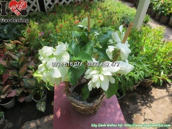 Cây Bướm Bạc – Ý Nghĩa, Cách Chăm Sóc & Mua Bán Sỉ Lẻ Giá Tốt Tại TP.HCM