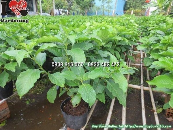 Cây Bướm Bạc – Ý Nghĩa, Cách Chăm Sóc & Mua Bán Sỉ Lẻ Giá Tốt Tại TP.HCM