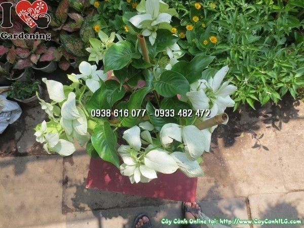 Cây Bướm Bạc – Ý Nghĩa, Cách Chăm Sóc & Mua Bán Sỉ Lẻ Giá Tốt Tại TP.HCM
