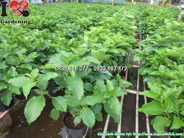 Cây Bướm Bạc – Ý Nghĩa, Cách Chăm Sóc & Mua Bán Sỉ Lẻ Giá Tốt Tại TP.HCM