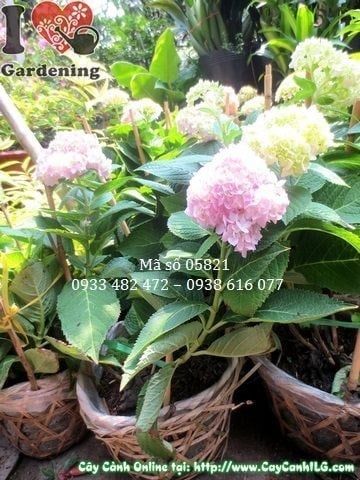 Cây Cẩm Tú Cầu – Ý Nghĩa, Cách Chăm Sóc & Mua Bán Sỉ Lẻ Giá Tốt Tại TP.HCM