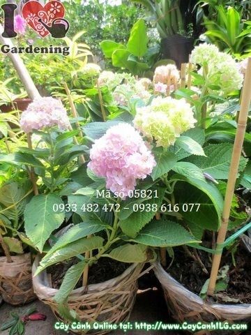 Cây Cẩm Tú Cầu – Ý Nghĩa, Cách Chăm Sóc & Mua Bán Sỉ Lẻ Giá Tốt Tại TP.HCM