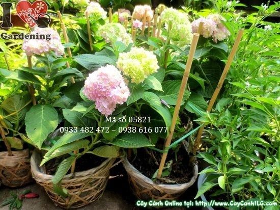 Cây Cẩm Tú Cầu – Ý Nghĩa, Cách Chăm Sóc & Mua Bán Sỉ Lẻ Giá Tốt Tại TP.HCM