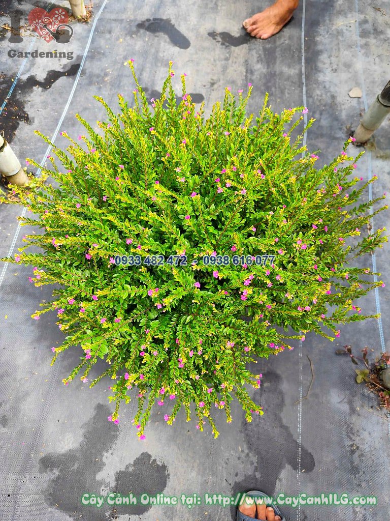 Cây Cẩm Tú Mai chậu lớn cao 30cm hoa tím nở rộ