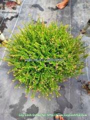 Cây Cẩm Tú Mai Chậu Lớn Cao 30cm