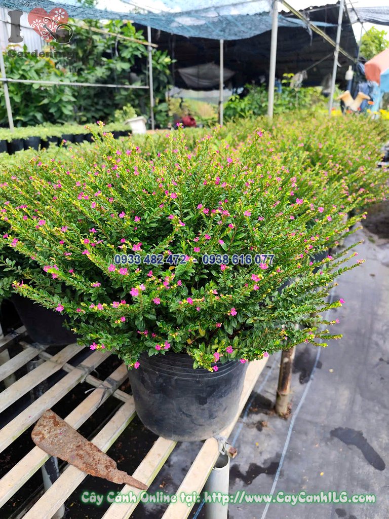 Chi tiết hoa Cẩm Tú Mai nhỏ li ti trên chậu cao 30cm