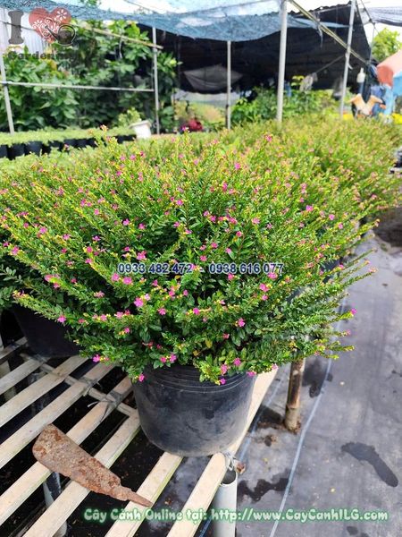 Cây Cẩm Tú Mai Chậu Lớn Cao 30cm