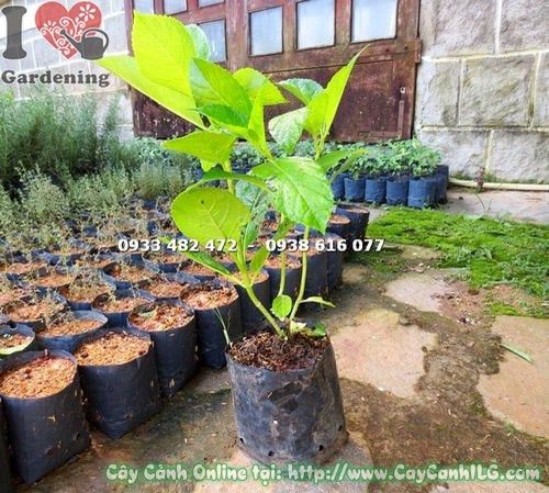 Cây Cẩm Tú Cầu – Ý Nghĩa, Cách Chăm Sóc & Mua Bán Sỉ Lẻ Giá Tốt Tại TP.HCM