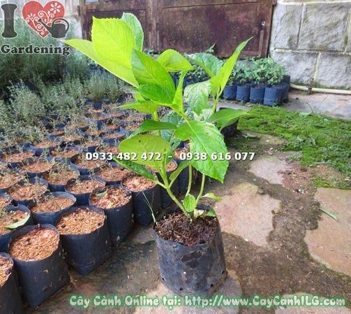 Cây Cẩm Tú Cầu – Ý Nghĩa, Cách Chăm Sóc & Mua Bán Sỉ Lẻ Giá Tốt Tại TP.HCM