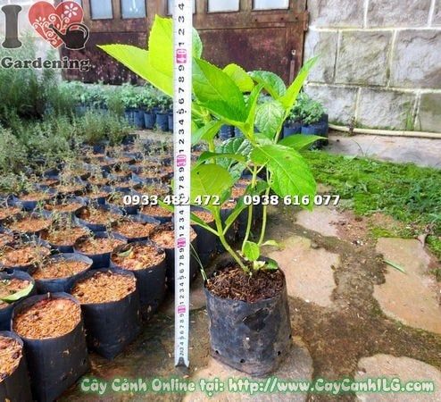 Cây Cẩm Tú Cầu – Ý Nghĩa, Cách Chăm Sóc & Mua Bán Sỉ Lẻ Giá Tốt Tại TP.HCM