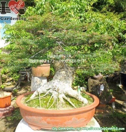 Cây Cần Thăng – Ý Nghĩa, Cách Chăm Sóc & Mua Bán Sỉ Lẻ Giá Tốt Tại TP.HCM