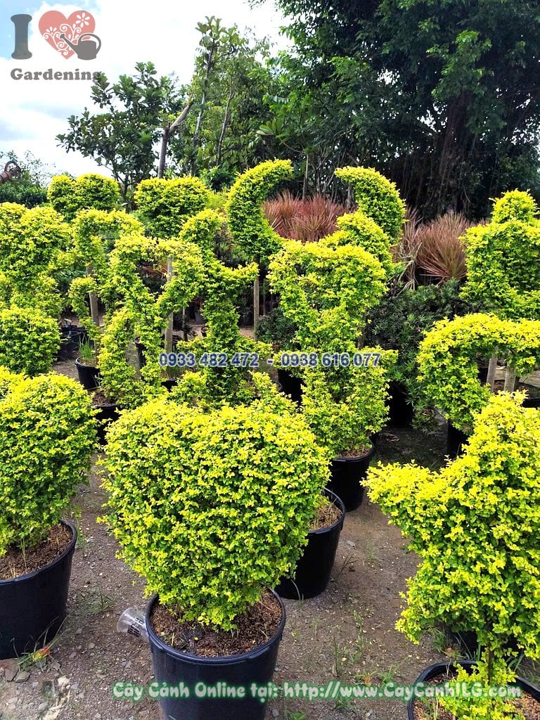 Cây cảnh tạo hình ngôi sao, trái tim, con vật cao 60cm trồng chậu tại vườn ILG