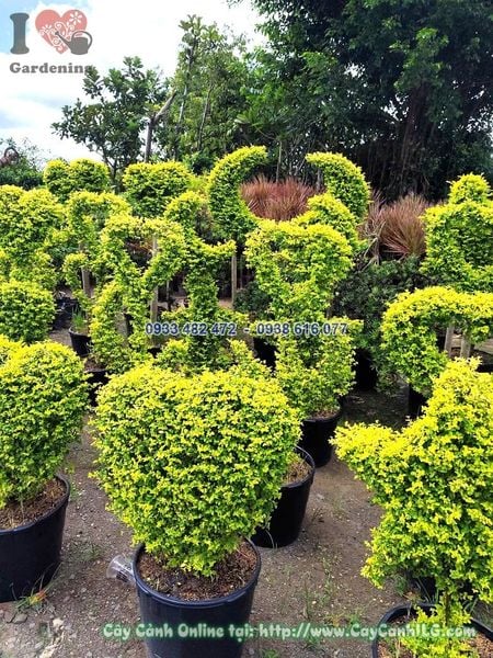 Cây Cảnh Tạo Hình Ngôi Sao, Trái Tim, Con Vật Cao 60cm