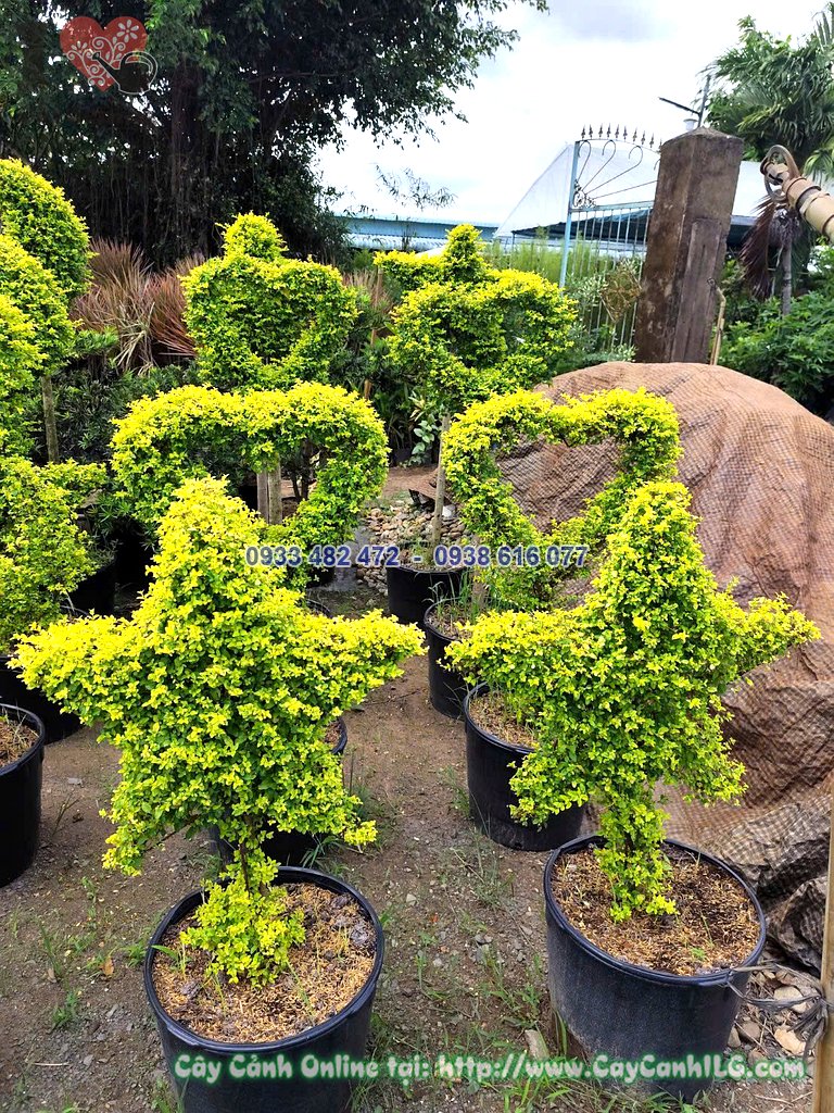 Chi tiết tán lá cây cảnh tạo hình ngôi sao, trái tim, con vật cao 60cm