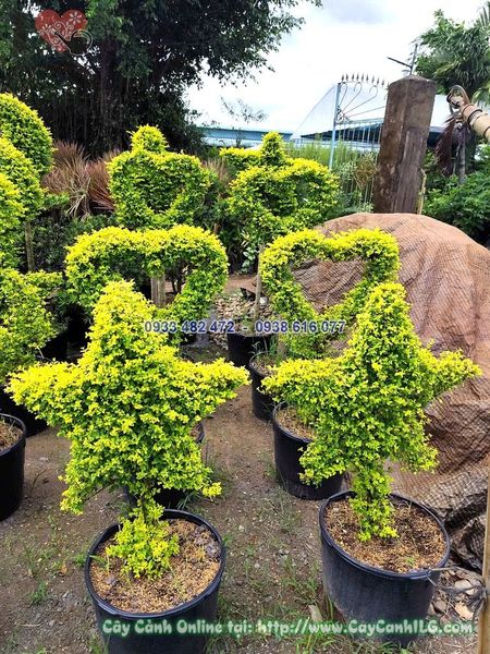 Cây Cảnh Tạo Hình Ngôi Sao, Trái Tim, Con Vật Cao 60cm
