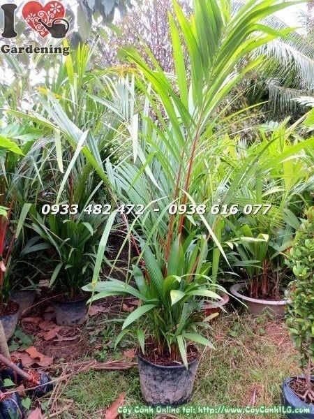 Cây Cau Đỏ – Ý Nghĩa, Cách Chăm Sóc & Mua Bán Sỉ Lẻ Giá Tốt Tại TP.HCM