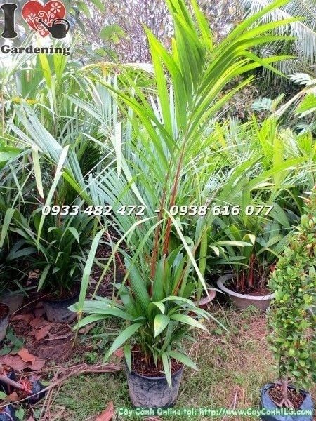 Cây Cau Đỏ – Ý Nghĩa, Cách Chăm Sóc & Mua Bán Sỉ Lẻ Giá Tốt Tại TP.HCM