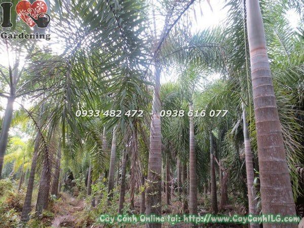 Cây Cau Đuôi Chồn – Ý Nghĩa, Cách Chăm Sóc & Mua Bán Sỉ Lẻ Giá Tốt Tại TP.HCM