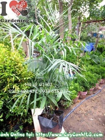 Cây Cau Hawai – Ý Nghĩa, Cách Chăm Sóc & Mua Bán Sỉ Lẻ Giá Tốt Tại TP.HCM